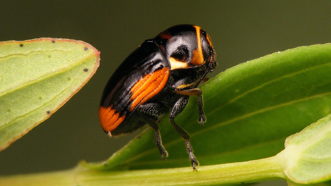 Cryptocephalus moraei  Chrysomelidae,Cryptocephalinae,Cryptocephalini,Cryptocephalus,Cryptocephalus moraei,Geotagged,Netherlands,nl: Hertshooisteilkopje