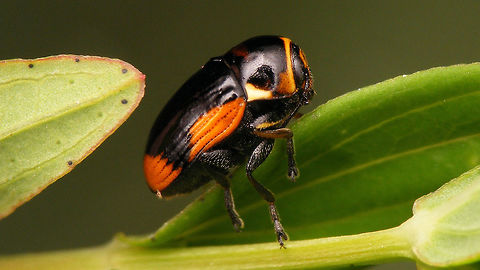 Cryptocephalus moraei  Chrysomelidae,Cryptocephalinae,Cryptocephalini,Cryptocephalus,Cryptocephalus moraei,Geotagged,Netherlands,nl: Hertshooisteilkopje