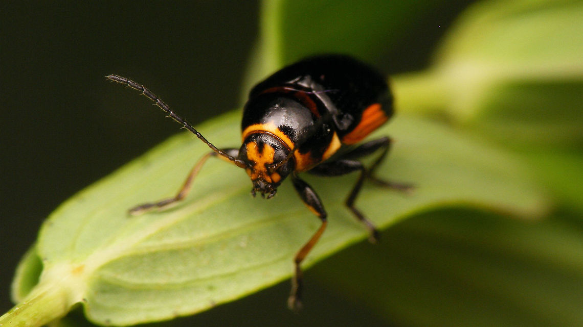 Cryptocephalus moraei - Portrait  Chrysomelidae,Cryptocephalinae,Cryptocephalini,Cryptocephalus,Cryptocephalus moraei,Geotagged,Netherlands,nl: Hertshooisteilkopje