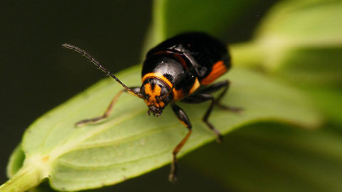 Cryptocephalus moraei - Portrait  Chrysomelidae,Cryptocephalinae,Cryptocephalini,Cryptocephalus,Cryptocephalus moraei,Geotagged,Netherlands,nl: Hertshooisteilkopje