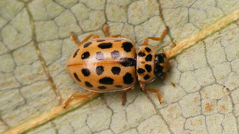 Anisosticta novemdecimpunctata - Dorsal  Anisosticta,Anisosticta novemdecimpunctata,Coccinellidae,Coccinellinae,Ladybird,nl: Negentienstippelig lieveheersbeestje