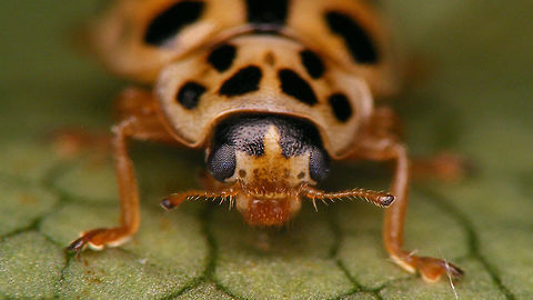 Anisosticta novemdecimpunctata - Mugshot  Anisosticta,Anisosticta novemdecimpunctata,Coccinellidae,Coccinellinae,Ladybird,nl: Negentienstippelig lieveheersbeestje