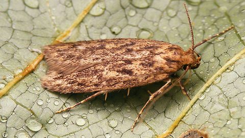Hofmannophila pseudospretella   Brown house moth,Gelechioidea,Hofmannophila,Hofmannophila pseudospretella,Oecophoridae,Oecophorinae,Oecophorini,nl: Bruine huismot