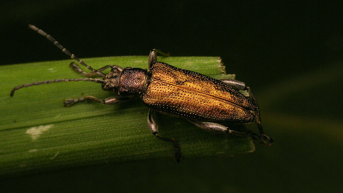 Donacia marginata  Aquatic leaf beetle,Chrysomelidae,Donacia,Donacia marginata,Donaciinae,Geotagged,Netherlands