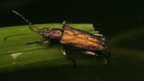 Donacia marginata  Aquatic leaf beetle,Chrysomelidae,Donacia,Donacia marginata,Donaciinae,Geotagged,Netherlands
