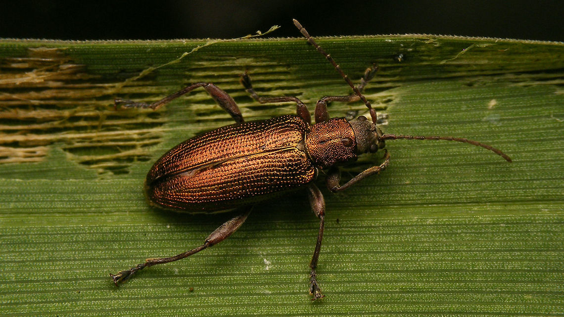 Donacia semicuprea - Female  Alerdinck,Aquatic leaf beetle,Chrysomelidae,Donacia,Donacia semicuprea,Donaciinae,Geotagged,Netherlands,nl: Liesgrasrietkever
