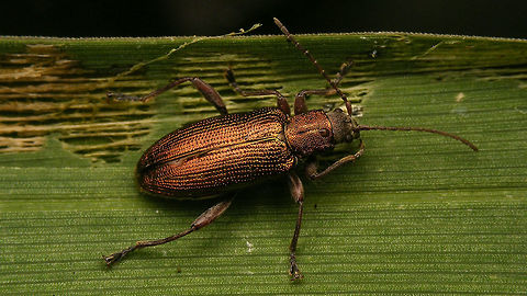 Donacia semicuprea - Female  Alerdinck,Aquatic leaf beetle,Chrysomelidae,Donacia,Donacia semicuprea,Donaciinae,Geotagged,Netherlands,nl: Liesgrasrietkever