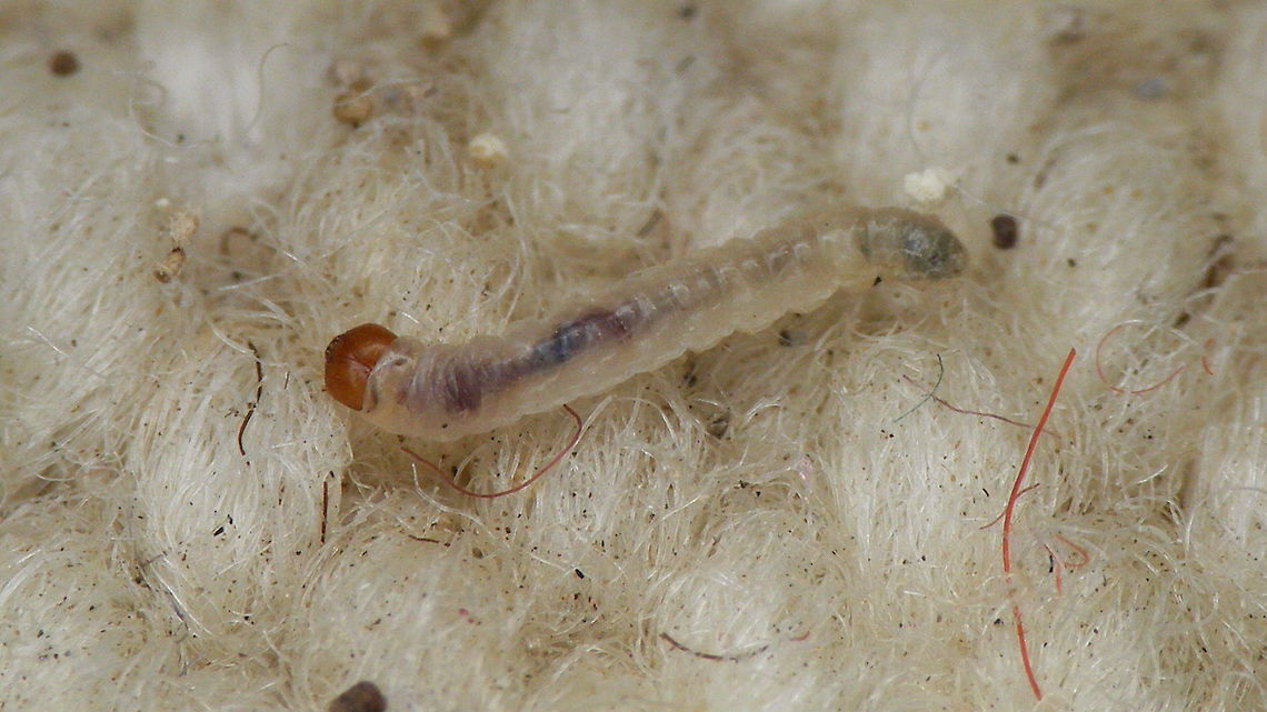 Tineola bisselliella - Caterpillar Funfact: It seems this image was taken from JD to have been used in:<br />
Kip Will (2020) Field Guide to California Insects: Second Edition (fig.522, pg.350)<br />
<a href="https://books.google.nl/books?id=1Fj0DwAAQBAJ&pg=PA350" rel="nofollow">https://books.google.nl/books?id=1Fj0DwAAQBAJ&pg=PA350</a> Caterpillar,Common clothes moth,Geotagged,Lepidoptera,Moth,Netherlands,Tineidae,Tineinae,Tineola,Tineola bisselliella