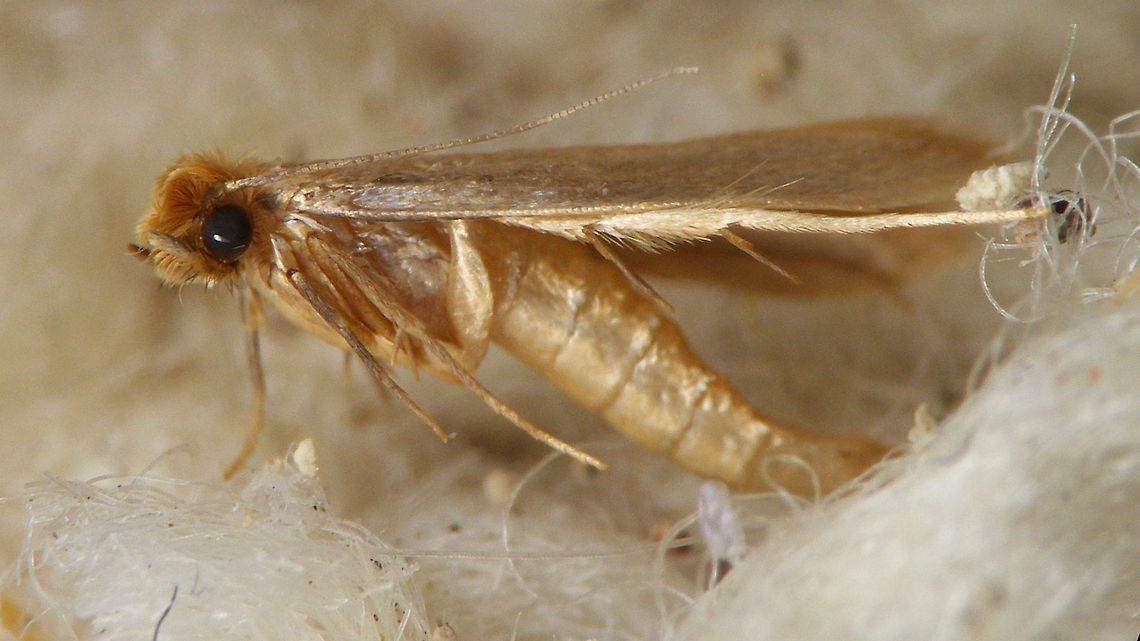 Tineola bisselliella - Dropping something Not sure if it was depositing an egg or something else (or failed attempt) as I couldn&#039;t find anything after take off... Common clothes moth,Geotagged,Lepidoptera,Moth,Netherlands,Tineidae,Tineinae,Tineola,Tineola bisselliella