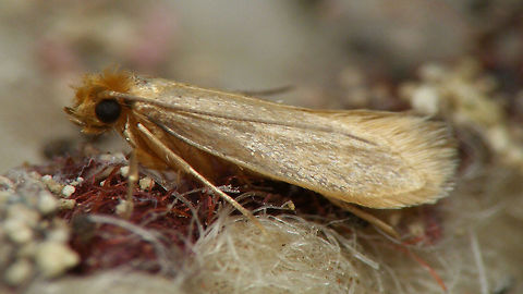 Tineola bisselliella  Common clothes moth,Geotagged,Lepidoptera,Moth,Netherlands,Tineidae,Tineinae,Tineola,Tineola bisselliella