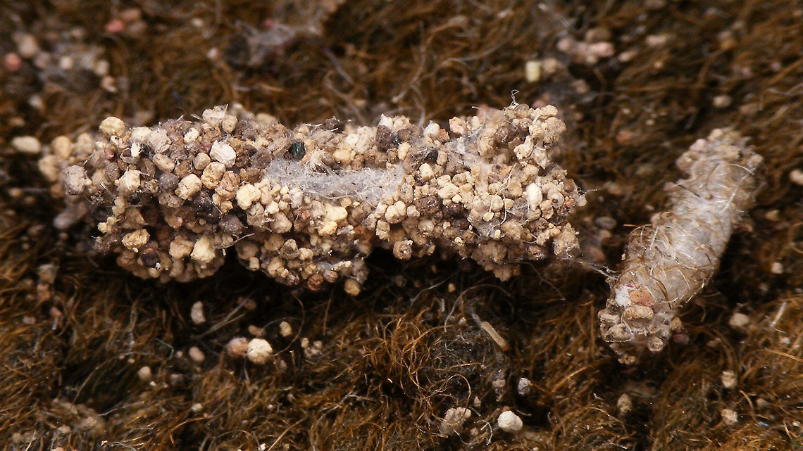 Tineola bisselliella - Cocoons  Cocoon,Common clothes moth,Geotagged,Lepidoptera,Moth,Netherlands,Tineidae,Tineinae,Tineola,Tineola bisselliella,moth cocoon
