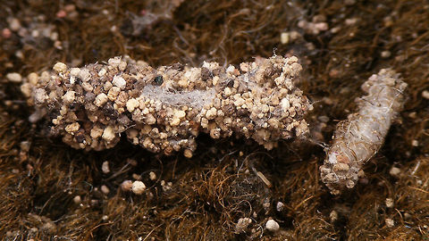 Tineola bisselliella - Cocoons  Cocoon,Common clothes moth,Geotagged,Lepidoptera,Moth,Netherlands,Tineidae,Tineinae,Tineola,Tineola bisselliella,moth cocoon