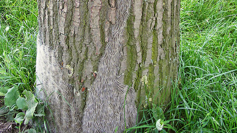 Thaumetopoea processionea - Caterpillars  Caterpillar,Geotagged,Lepidoptera,Netherlands,Oak Processionary,Thaumetopoea,Thaumetopoea processionea,Thaumetopoeidae,nl: Eikenprocessierups