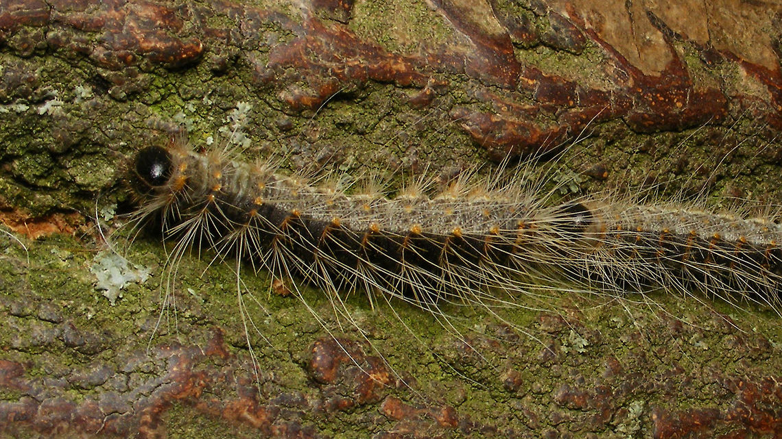 Thaumetopoea processionea - Leader of the pack Image used on various news sites, after I contacted these for having a photo of a different species with their article about the Oak processionary.<br />
<a href="https://www.omroepwest.nl/nieuws/3893913/Nieuwe-stap-in-het-offensief-tegen-de-eikenprocessierups" rel="nofollow">https://www.omroepwest.nl/nieuws/3893913/Nieuwe-stap-in-het-offensief-tegen-de-eikenprocessierups</a><br />
https://www.bd.nl/oss-e-o/600-nestkasten-in-den-bosch-in-strijd-tegen-processierups-in-vinkel-alleen-al-100-geplaatst~a41771bb/<br />
https://www.destentor.nl/veluwe/zitten-ze-wel-in-een-eik-niet-iedere-rups-is-een-eikenprocessierups~a3f61853/ Caterpillar,Geotagged,Lepidoptera,Netherlands,Oak Processionary,Thaumetopoea,Thaumetopoea processionea,Thaumetopoeidae,nl: Eikenprocessierups