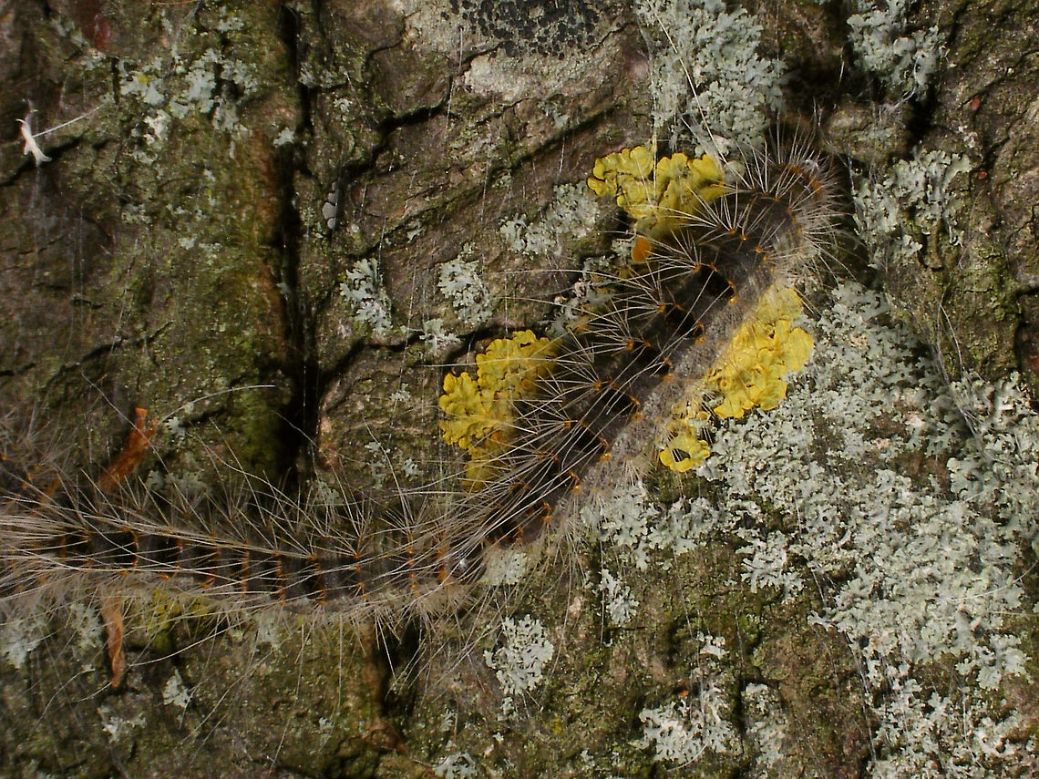 Thaumetopoea processionea - Follow the leader  Caterpillar,Geotagged,Lepidoptera,Netherlands,Oak Processionary,Thaumetopoea,Thaumetopoea processionea,Thaumetopoeidae,nl: Eikenprocessierups