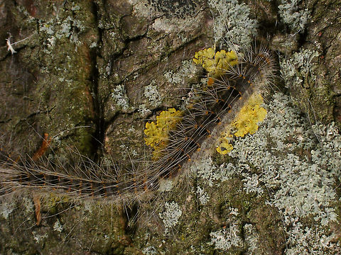 Thaumetopoea processionea - Follow the leader  Caterpillar,Geotagged,Lepidoptera,Netherlands,Oak Processionary,Thaumetopoea,Thaumetopoea processionea,Thaumetopoeidae,nl: Eikenprocessierups