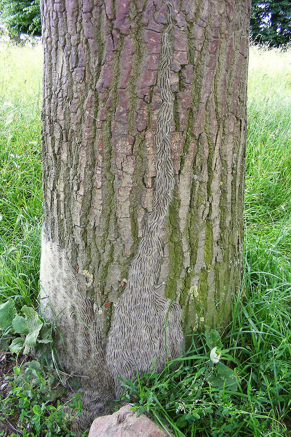 Thaumetopoea processionea - Moving up in the world  Caterpillar,Geotagged,Lepidoptera,Netherlands,Oak Processionary,Thaumetopoea,Thaumetopoea processionea,Thaumetopoeidae,nl: Eikenprocessierups