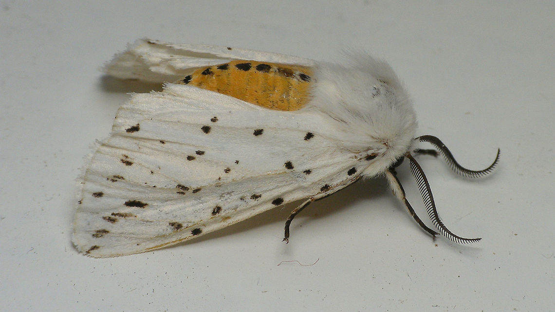 Spilosoma lubricipeda (dead) Found this one sitting just like this ... looked so alive still, but it wasn&#039;t ... Alerdinck,Arctiinae,Erebidae,Geotagged,Netherlands,Spilosoma,Spilosoma lubricipeda,White Ermine