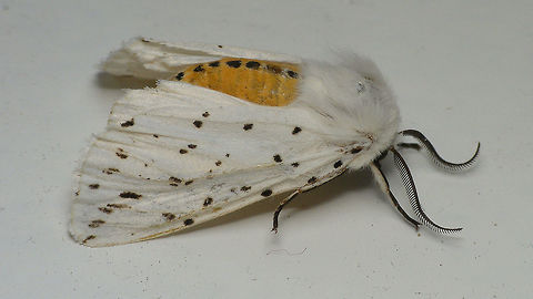 Spilosoma lubricipeda (dead) Found this one sitting just like this ... looked so alive still, but it wasn't ... Alerdinck,Arctiinae,Erebidae,Geotagged,Netherlands,Spilosoma,Spilosoma lubricipeda,White Ermine