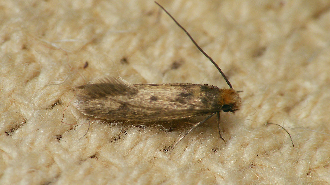 Tinea pellionella  Case-bearing clothes moth,Gewone pelsmot,Lepidoptera,Moth,Tinea,Tinea pellionella,Tineidae,Tineinae