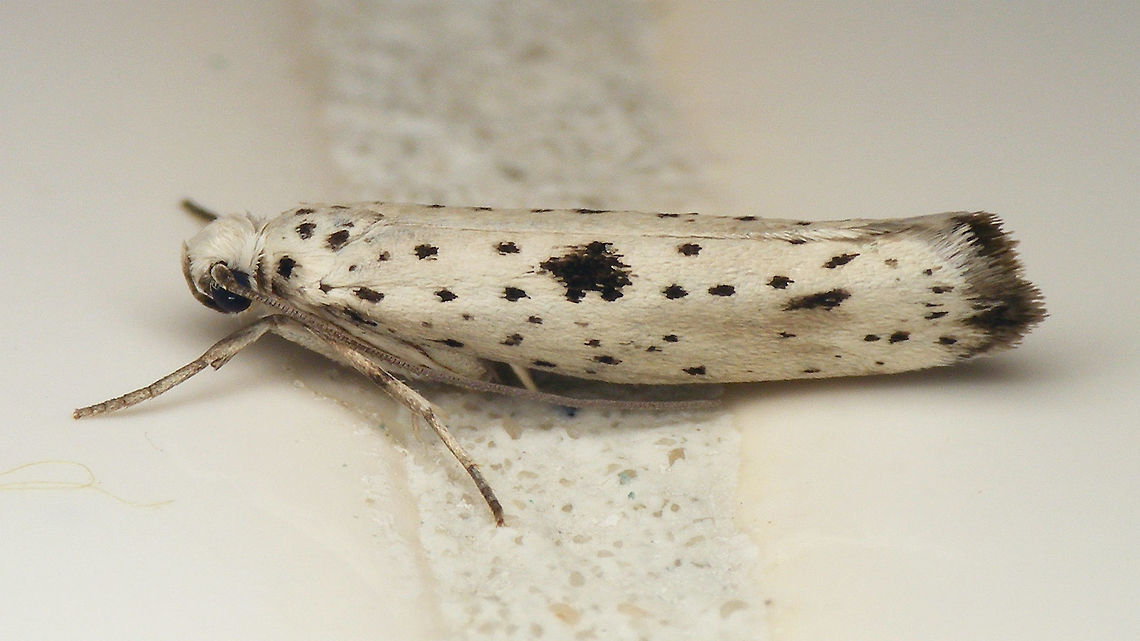 Yponomeuta plumbella  Alerdinck,Black-tipped Ermine,Geotagged,Lepidoptera,Moth,Netherlands,Yponomeuta,Yponomeuta plumbella,Yponomeutidae,nl: Grootvlekstippelmot