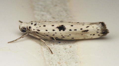 Yponomeuta plumbella  Alerdinck,Black-tipped Ermine,Geotagged,Lepidoptera,Moth,Netherlands,Yponomeuta,Yponomeuta plumbella,Yponomeutidae,nl: Grootvlekstippelmot