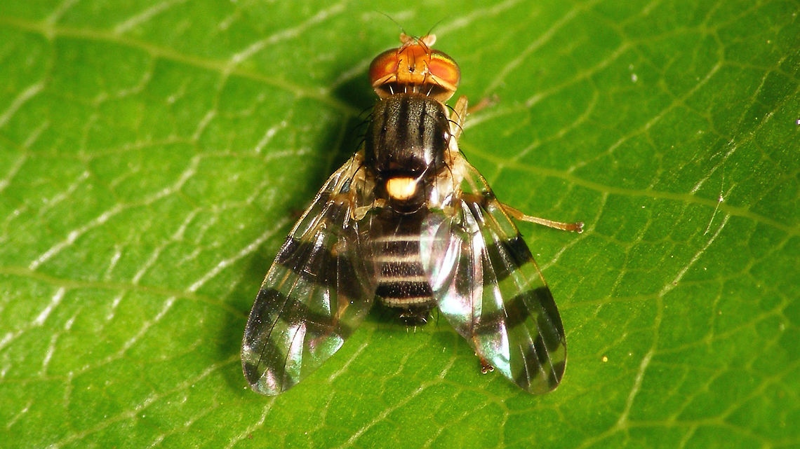 Rhagoletis cingulata  Eastern cherry fruit fly,Geotagged,Netherlands,Oost-Amerikaanse kersenboorvlieg,Rhagoletis,Rhagoletis cingulata,Tephritidae