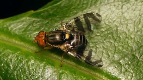 Eastern cherry fruit fly  Eastern cherry fruit fly,Geotagged,Netherlands,Oost-Amerikaanse kersenboorvlieg,Rhagoletis,Rhagoletis cingulata,Tephritidae