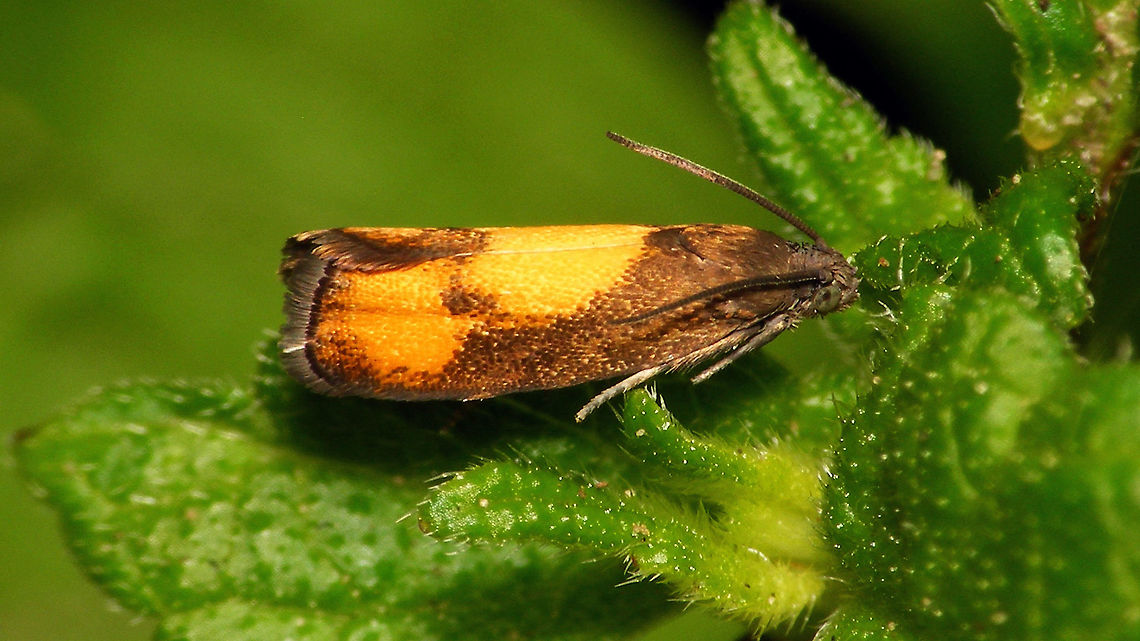 Pammene aurana - Spots touching  Geotagged,Grapholitini,Netherlands,Olethreutinae,Oranje dwergbladroller,Pammene,Pammene aurana,Tortricidae