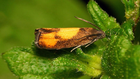 Pammene aurana - Spots touching  Geotagged,Grapholitini,Netherlands,Olethreutinae,Oranje dwergbladroller,Pammene,Pammene aurana,Tortricidae