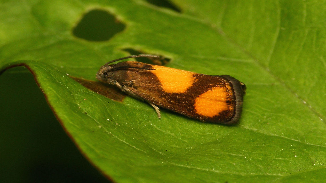 Pammene aurana - Spots separate  Geotagged,Grapholitini,Netherlands,Olethreutinae,Oranje dwergbladroller,Pammene,Pammene aurana,Tortricidae