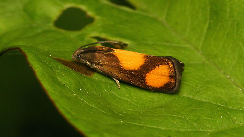 Pammene aurana - Spots separate  Geotagged,Grapholitini,Netherlands,Olethreutinae,Oranje dwergbladroller,Pammene,Pammene aurana,Tortricidae