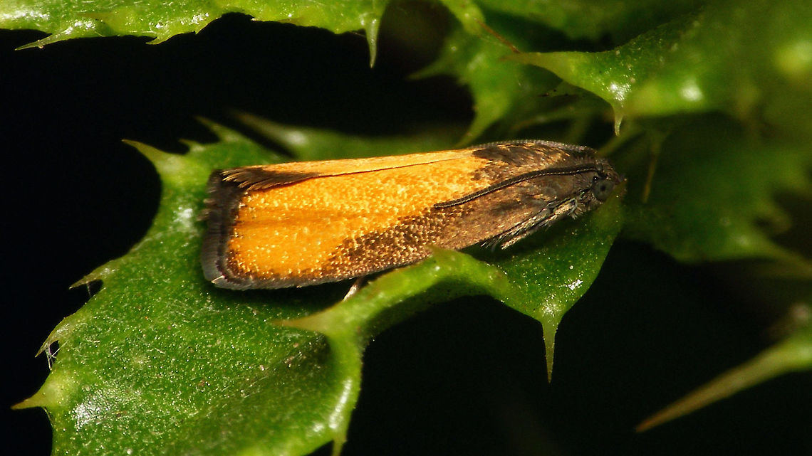 Pammene aurana - Spots fused (var. aurantiana) This colour variant with the spots fused is sometimes referred to as Pammene aurana var. aurantiana Geotagged,Grapholitini,Netherlands,Olethreutinae,Oranje dwergbladroller,Pammene,Pammene aurana,Pammene aurana var. aurantiana,Tortricidae