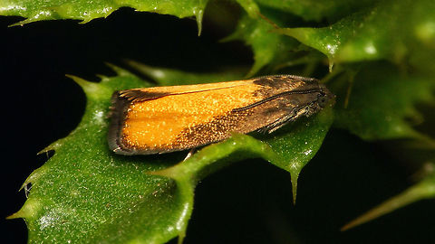 Pammene aurana - Spots fused (var. aurantiana) This colour variant with the spots fused is sometimes referred to as Pammene aurana var. aurantiana Geotagged,Grapholitini,Netherlands,Olethreutinae,Oranje dwergbladroller,Pammene,Pammene aurana,Pammene aurana var. aurantiana,Tortricidae