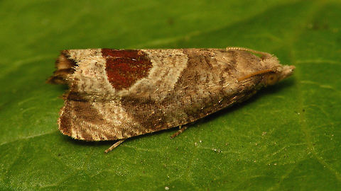 Bramble shoot moth
