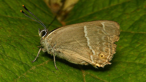 Favonius quercus  Eikenpage,Favonius,Favonius quercus,Geotagged,Jane's garden,Lycaenidae,Neozephyrus quercus,Netherlands,Purple hairstreak,Quercusia quercus