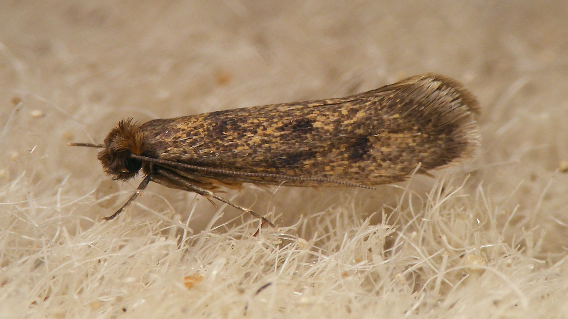 Tinea dubiella  Bruine pelsmot,Buff clothes moth,Lepidoptera,Moth,Tinea,Tinea dubiella,Tineidae,Tineinae