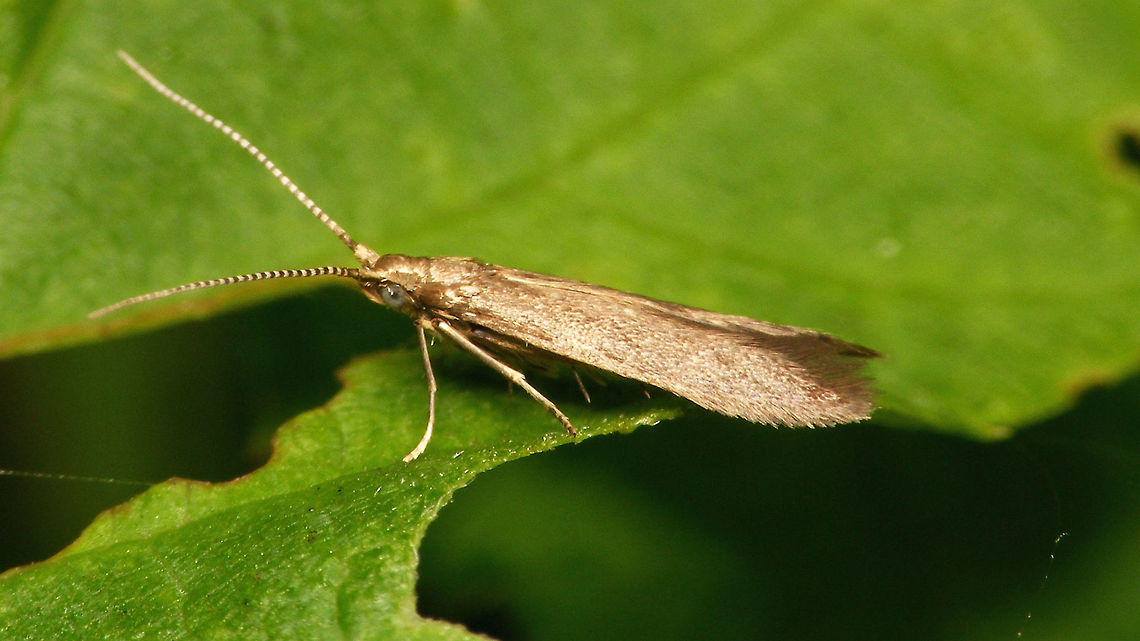 Coleophora sp. ? Help appreciated ... Coleophora,Geotagged,Lepidoptera,Netherlands