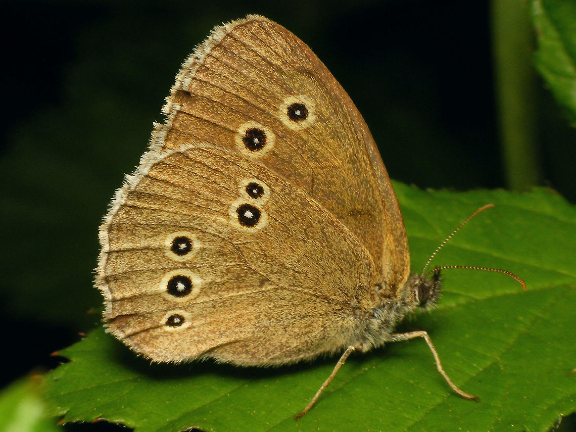 Aphantopus hyperantus  Aphantopus,Aphantopus hyperantus,Geotagged,Netherlands,Nymphalidae,Ringlet,nl: Koevinkje