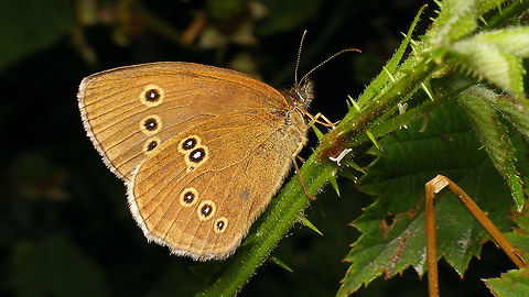 Ringlet