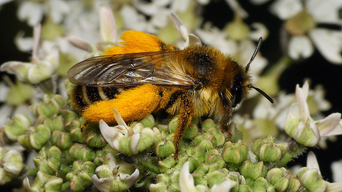 Dasypoda hirtipes - Lateral Same bee dorsal:<br />
<figure class="photo"><a href="https://www.jungledragon.com/image/81847/pantaloon_bee_-_dorsal.html" title="Pantaloon bee - Dorsal"><img src="https://s3.amazonaws.com/media.jungledragon.com/images/3043/81847_thumb.jpg?AWSAccessKeyId=05GMT0V3GWVNE7GGM1R2&Expires=1769040010&Signature=DLcR%2BMYDmGbDDXcwB5oRZjCFy2A%3D" width="200" height="150" alt="Pantaloon bee - Dorsal Same bee more lateral:<br />
https://www.jungledragon.com/image/81846/dasypoda_hirtipes_-_lateral.html Dasypoda,Dasypoda hirtipes,Geotagged,Hymenoptera,Melittidae,Netherlands,Pantaloon bee,nl: Pluimvoetbij" /></a></figure> Dasypoda,Dasypoda hirtipes,Geotagged,Hymenoptera,Melittidae,Netherlands,Pantaloon bee,nl: Pluimvoetbij