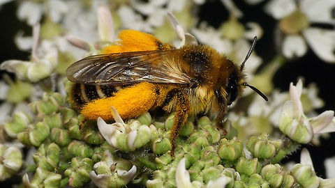 Dasypoda hirtipes - Lateral Same bee dorsal:
https://www.jungledragon.com/image/81847/pantaloon_bee_-_dorsal.html Dasypoda,Dasypoda hirtipes,Geotagged,Hymenoptera,Melittidae,Netherlands,Pantaloon bee,nl: Pluimvoetbij