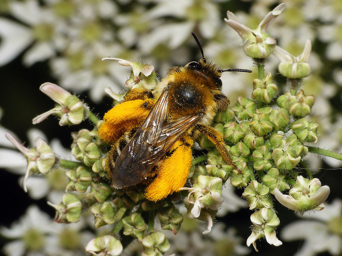 Pantaloon bee - Dorsal Same bee more lateral:<br />
<figure class="photo"><a href="https://www.jungledragon.com/image/81846/dasypoda_hirtipes_-_lateral.html" title="Dasypoda hirtipes - Lateral"><img src="https://s3.amazonaws.com/media.jungledragon.com/images/3043/81846_thumb.jpg?AWSAccessKeyId=05GMT0V3GWVNE7GGM1R2&Expires=1769040010&Signature=ikBi3fyJkOYSqoc2xLmdGQ3u5R0%3D" width="200" height="114" alt="Dasypoda hirtipes - Lateral Same bee dorsal:<br />
https://www.jungledragon.com/image/81847/pantaloon_bee_-_dorsal.html Dasypoda,Dasypoda hirtipes,Geotagged,Hymenoptera,Melittidae,Netherlands,Pantaloon bee,nl: Pluimvoetbij" /></a></figure> Dasypoda,Dasypoda hirtipes,Geotagged,Hymenoptera,Melittidae,Netherlands,Pantaloon bee,nl: Pluimvoetbij
