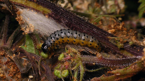 Depressaria radiella - Caterpillar  Caterpillar,Depressaria,Depressaria radiella,Depressariidae,Geotagged,Lepidoptera,Netherlands,Parsnip moth,nl: Groot platlijfje