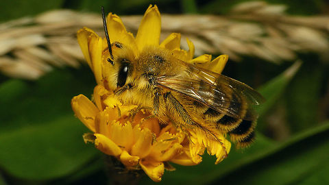 Dasypoda hirtipes - Male  Dasypoda,Dasypoda hirtipes,Geotagged,Hymenoptera,Melittidae,Netherlands,Pantaloon bee,nl: Pluimvoetbij
