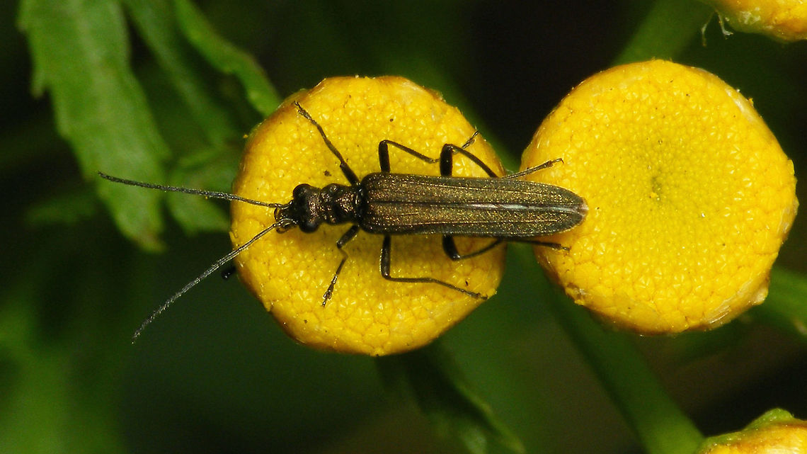 Oedemera lurida Male Oedemera lurida Coleoptera,Geotagged,Netherlands,Oedemera,Oedemera lurida,Oedemeridae