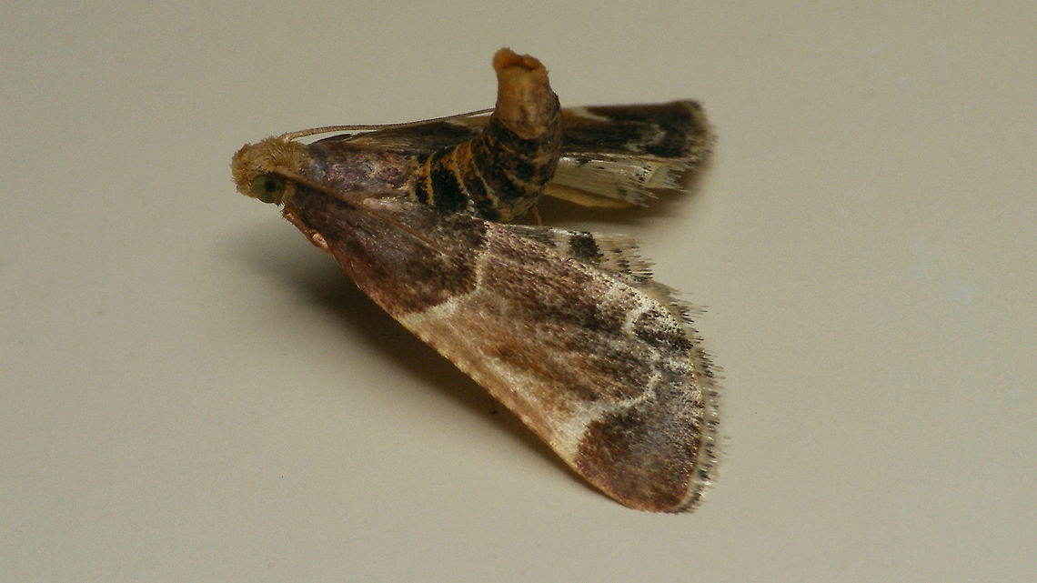 Pyralis farinalis  Geotagged,Jane's garden,Meal moth,Netherlands,Pyralidae,Pyralis,Pyralis farinalis,nl: Grote meelmot