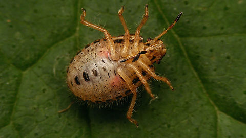 Dolycoris baccarum - Nymph, ventral  Carpocorini,Dolycoris,Dolycoris baccarum,Geotagged,Netherlands,Pentatomidae,Pentatominae,Sloe bug,nl: Bessenschildwants,nymph,true bug