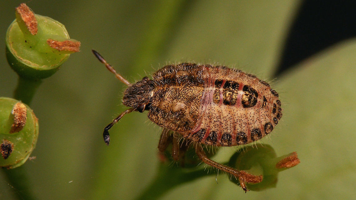 Dolycoris baccarum - Nymph (4th. std.) Fourth stadium nymph of Dolycoris baccarum Carpocorini,Dolycoris,Dolycoris baccarum,Geotagged,Netherlands,Pentatomidae,Pentatominae,Sloe bug,nl: Bessenschildwants,nymph,true bug