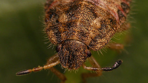 Dolycoris baccarum - Nymph needing a shave  Carpocorini,Dolycoris,Dolycoris baccarum,Geotagged,Netherlands,Pentatomidae,Pentatominae,Sloe bug,nl: Bessenschildwants,nymph,true bug